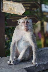 Close-up of monkey