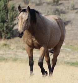 Horse standing on field