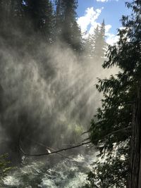 Low angle view of trees by lake against sky