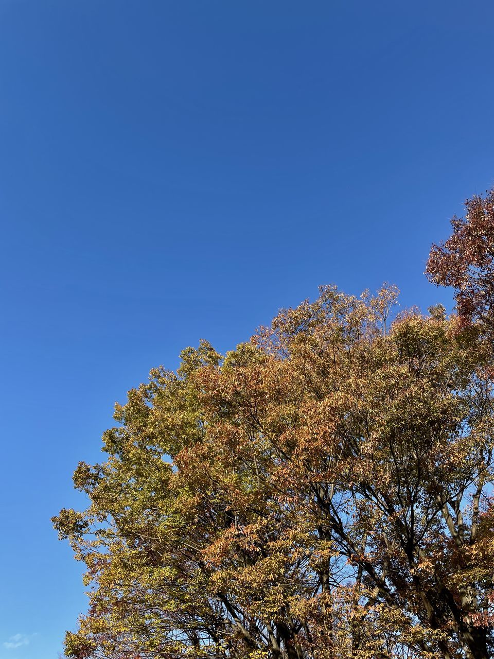 tree, plant, sky, nature, leaf, blue, autumn, clear sky, low angle view, beauty in nature, no people, growth, flower, sunlight, cloud, outdoors, tranquility, day, scenics - nature, branch, treetop, copy space, sunny