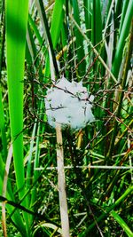 Close-up of plant growing outdoors