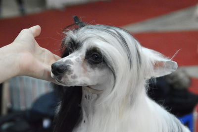 Cropped hand touching chihuahua at dog show
