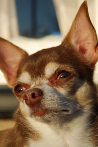 Close-up portrait of a dog