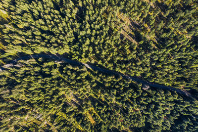 Aerial view of road amidst trees in forest