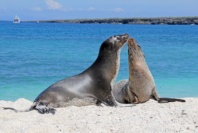 Two sea lions on white beach