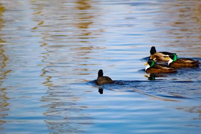 Ducks in a lake