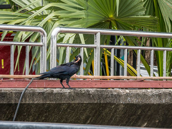 Black bird perching on retaining wall