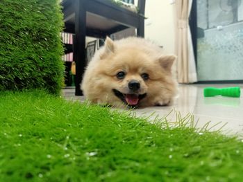 Portrait of dog on grass