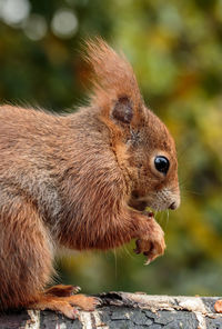 Close-up of squirrel