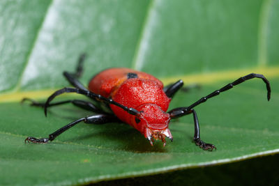 Extreme close-up of red insect on leaf