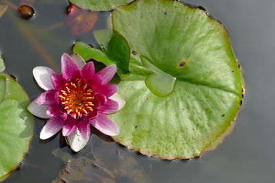 Close-up of lotus water lily in lake