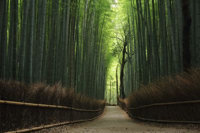 Bamboo trees in forest