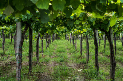 Vineyard amidst trees on field