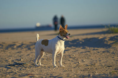 Dog standing on beach