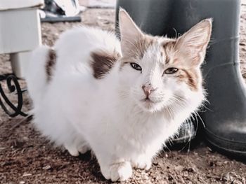 Close-up portrait of white cat