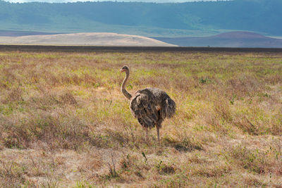 Isolated female ostrich in the grassland conservation area of ngorongoro crater. 