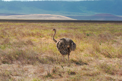 Side view of bird on field