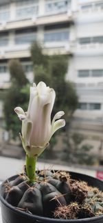 Close-up of white flower on window