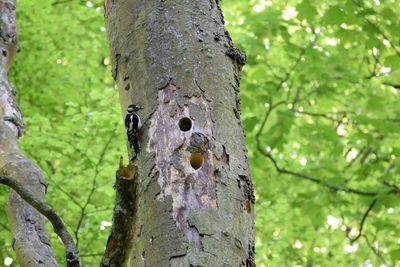 Low angle view of lizard on tree trunk