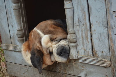 Dog sleeping on wooden door