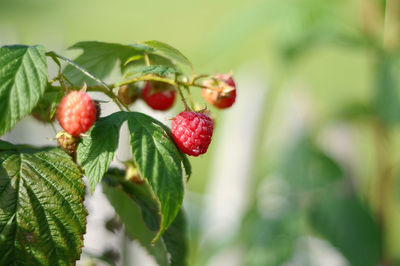 Close-up of strawberry growing on plant