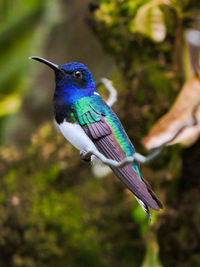 Close-up of a bird perching on plant