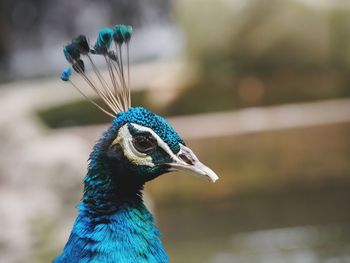 Peacock portrait