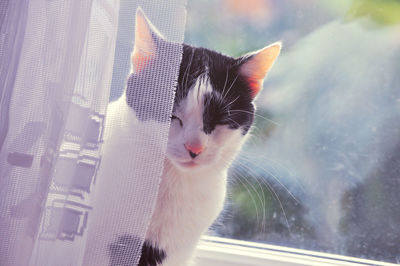 Close-up of cat looking through window