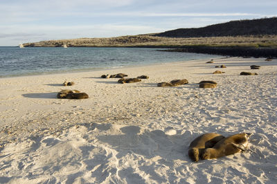 Surface level of calm beach against sky