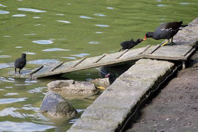 Birds perching on water