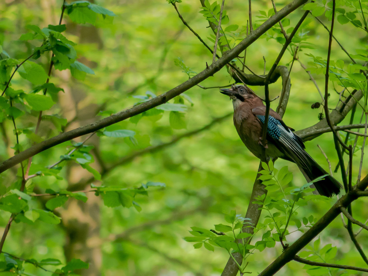 animal wildlife, animals in the wild, animal, animal themes, vertebrate, bird, one animal, perching, plant, branch, tree, green color, plant part, leaf, nature, no people, day, growth, selective focus, beauty in nature, outdoors