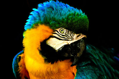 Close-up of a parrot