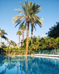 Palm trees by swimming pool against sky