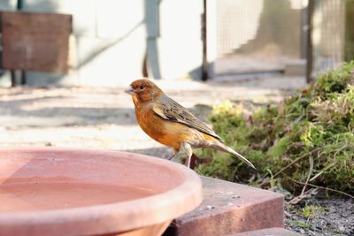 Close-up of bird perching