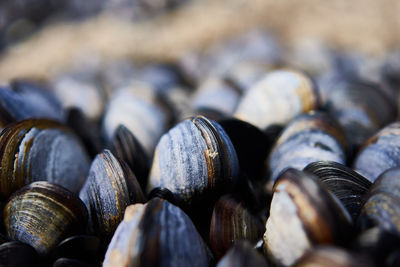 Close-up of mussels on rock 