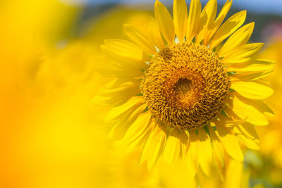 Close-up of sunflower