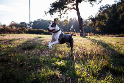 Dog running in a field