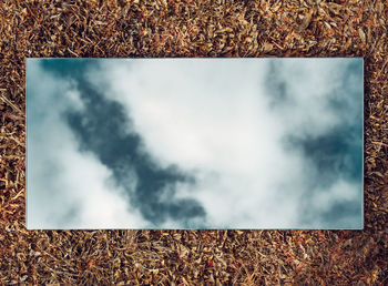 Close-up of plant growing on land against sky