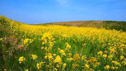 Yellow flowers growing in field