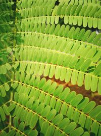 Close-up of green leaf