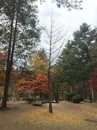 Trees in park