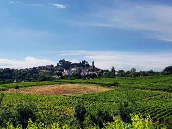 Scenic view of agricultural field against sky