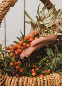 Sea buckthorn close-up on a branch lie in a wicker basket on a white wooden background