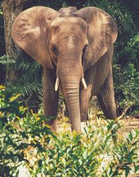 Elephant standing by plants in forest