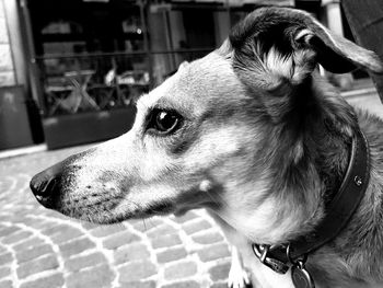 Close-up of a dog looking away