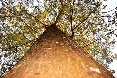 Low angle view of tree against sky