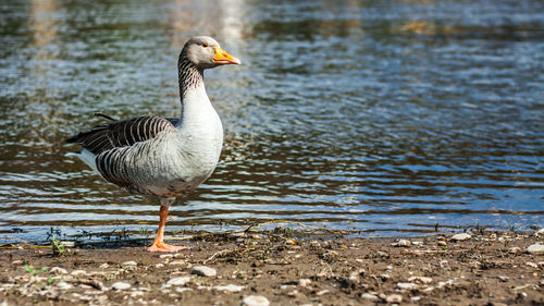 Bird on a lake