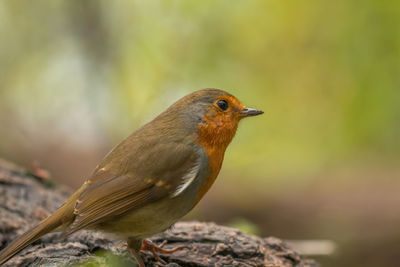 Close-up of a bird