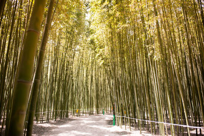 Bamboo grove in sunlight