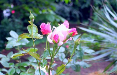 Close-up of pink flowers blooming outdoors